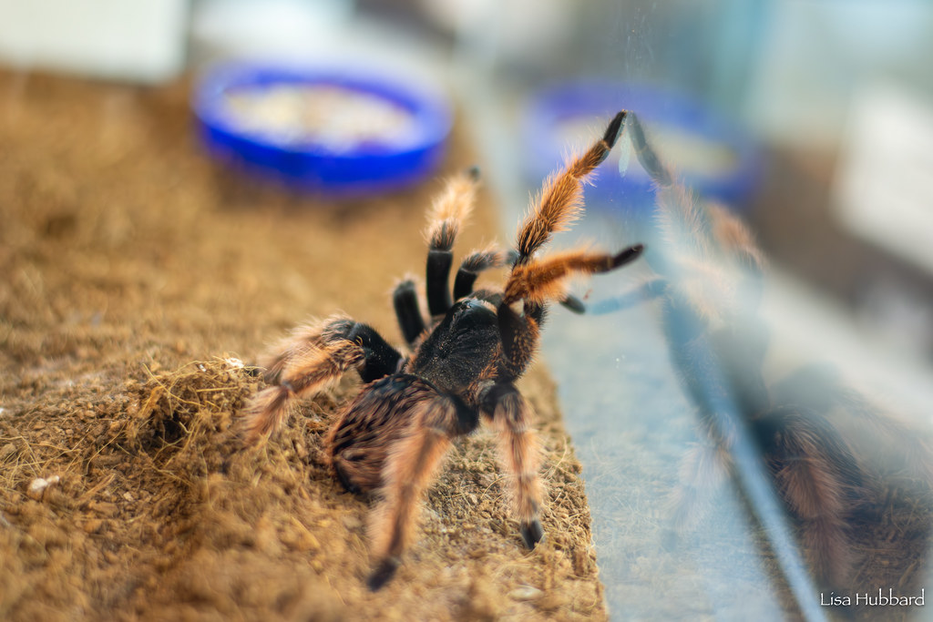 tarantula