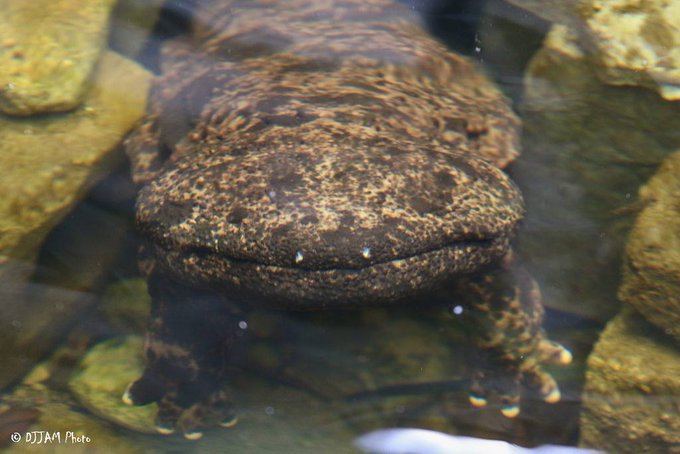 Salamander Checkup: Priscilla and Steve Get a Clean Bill of Health