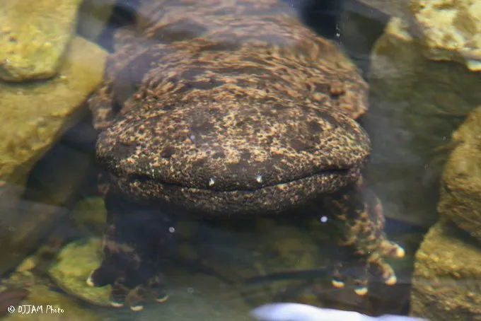 Salamander Checkup: Priscilla and Steve Get a Clean Bill of Health