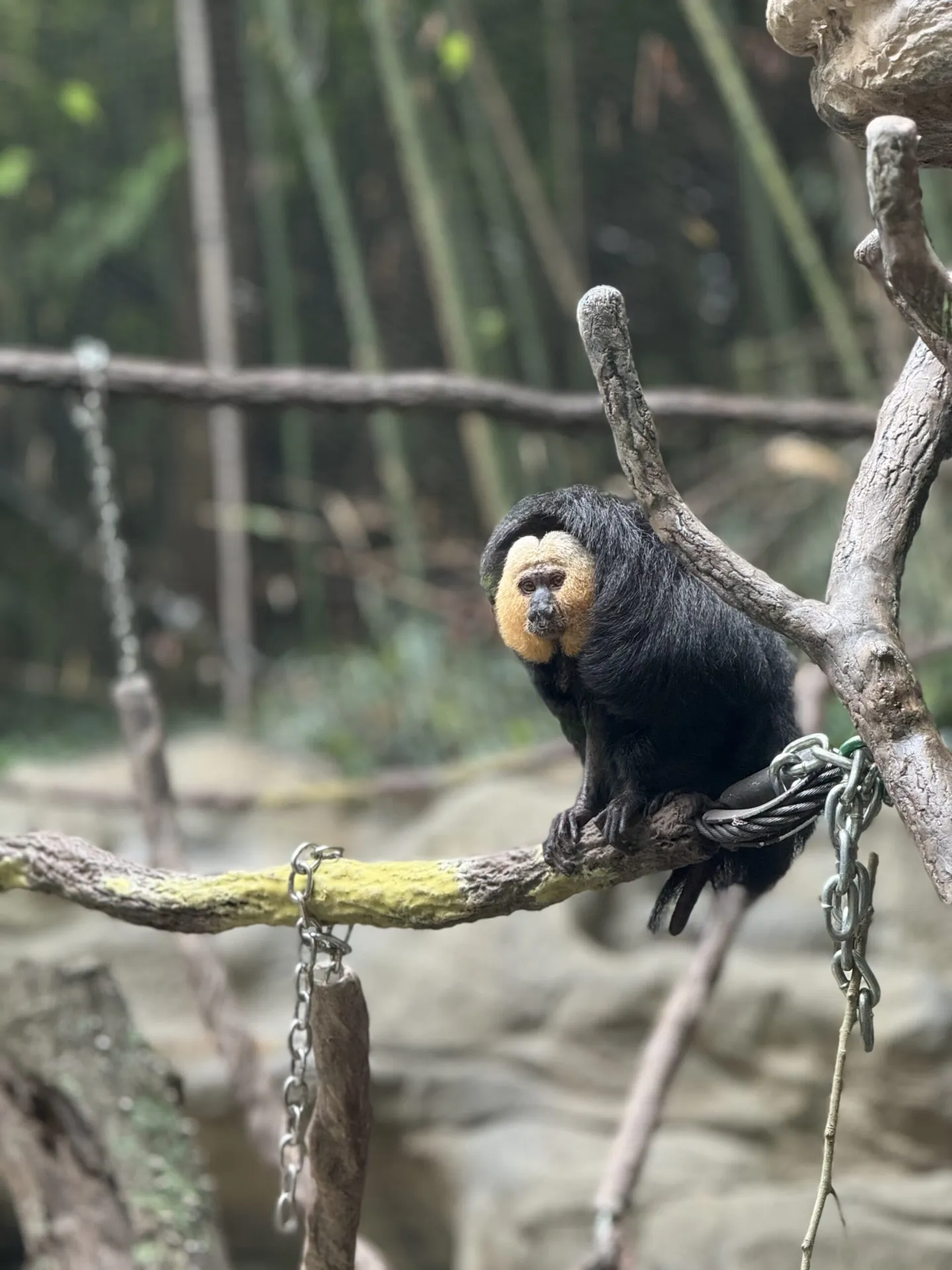 Dakota primate