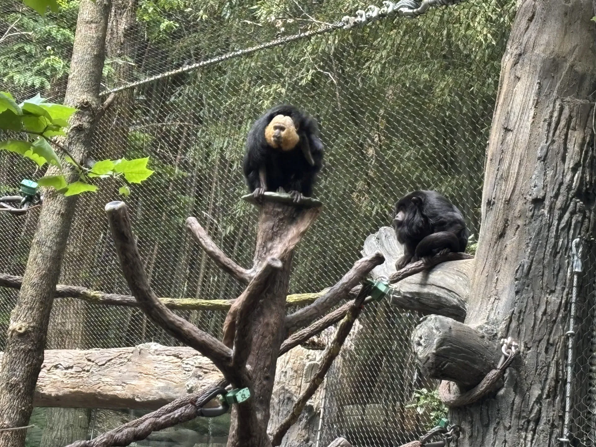 Who’s in charge?  Three species of primates adopt circular hierarchy in shared habitat.