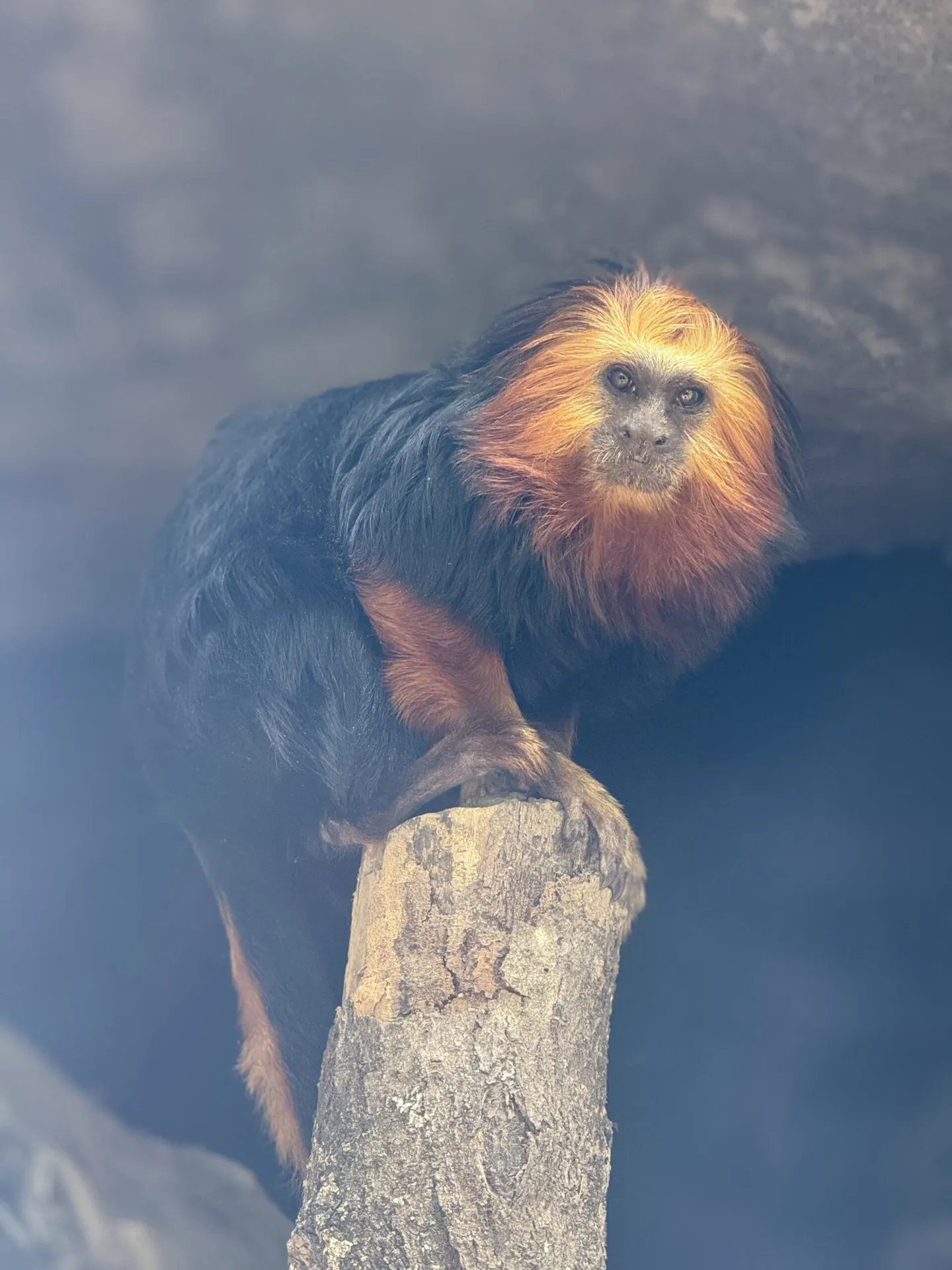 Desmond primate