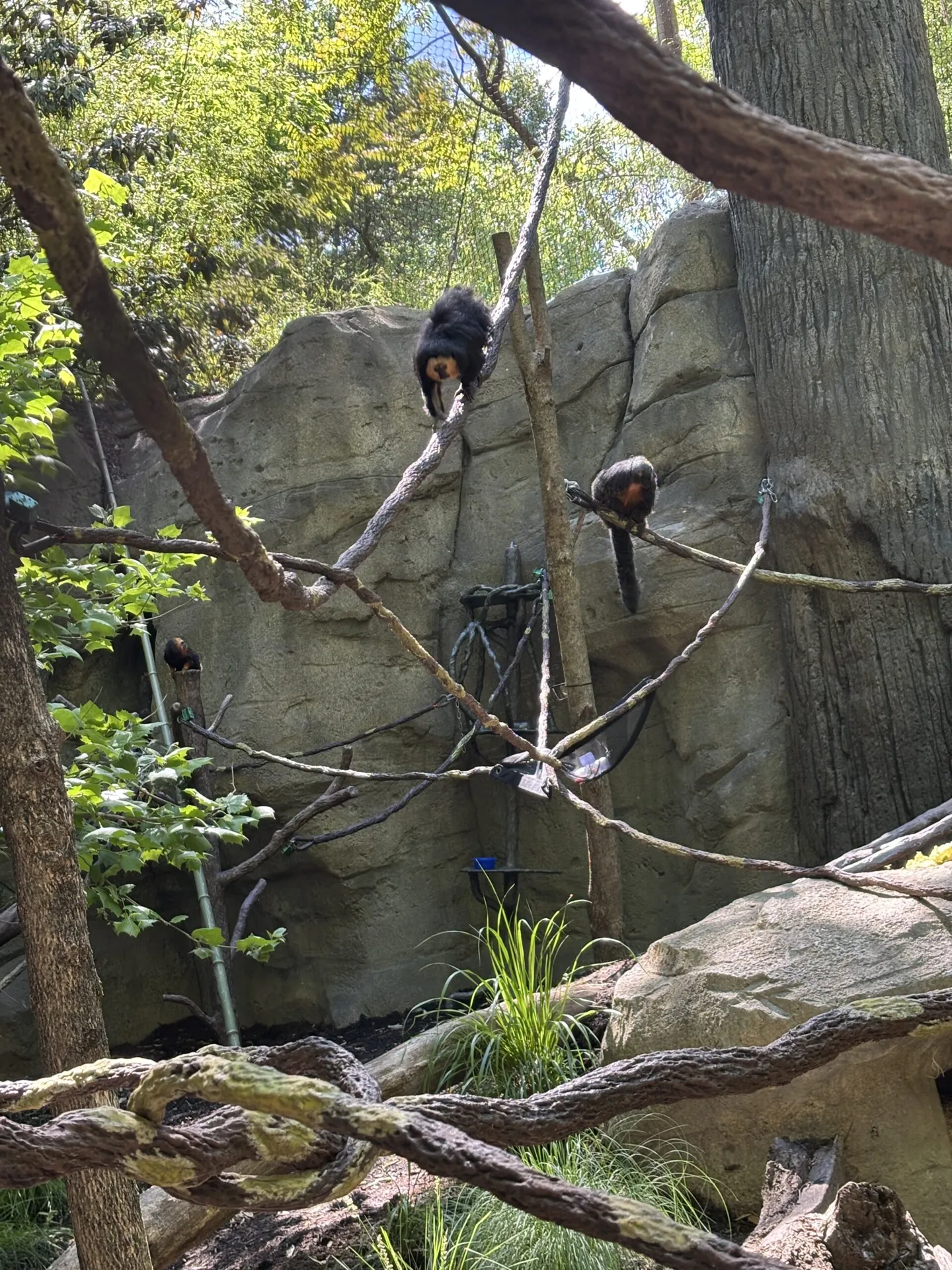 Desmond & Saki primates