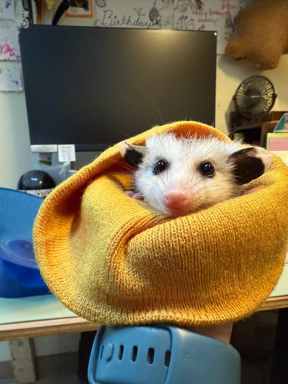 ellie the baby opossum