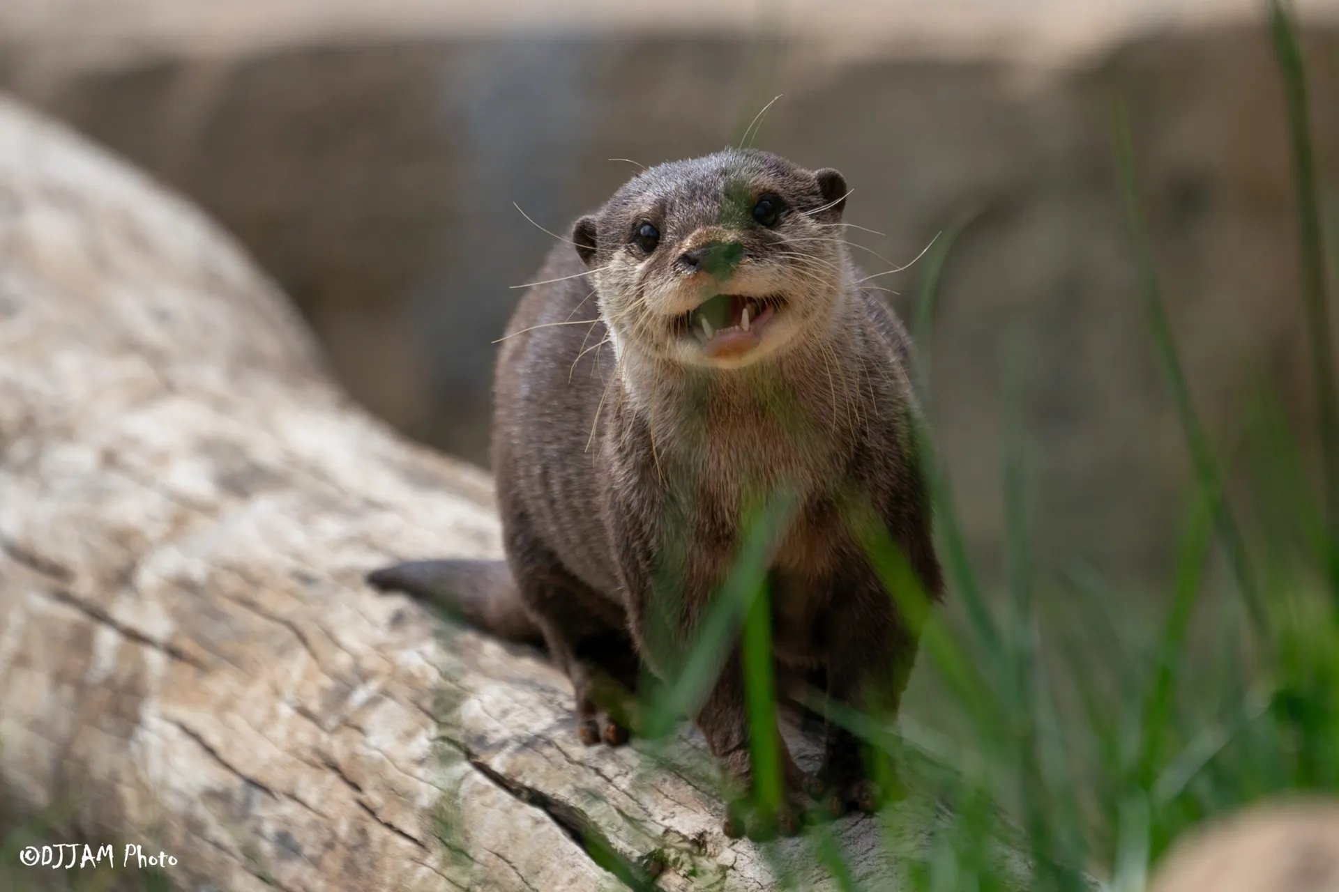 munti the asian small-clawed otter smiling