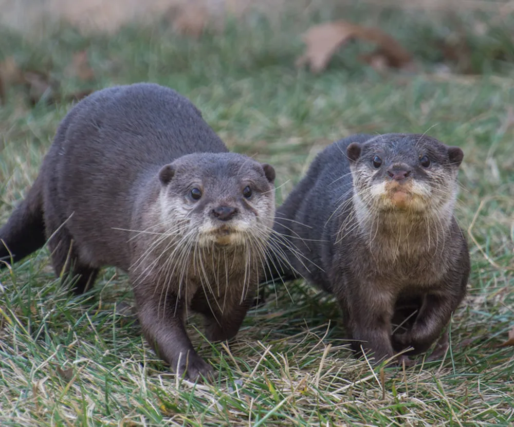 munti and flounder the asian small-clawed otters