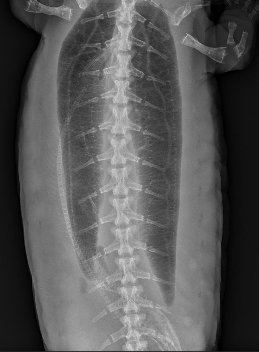 Priscilla - see the fish in her belly