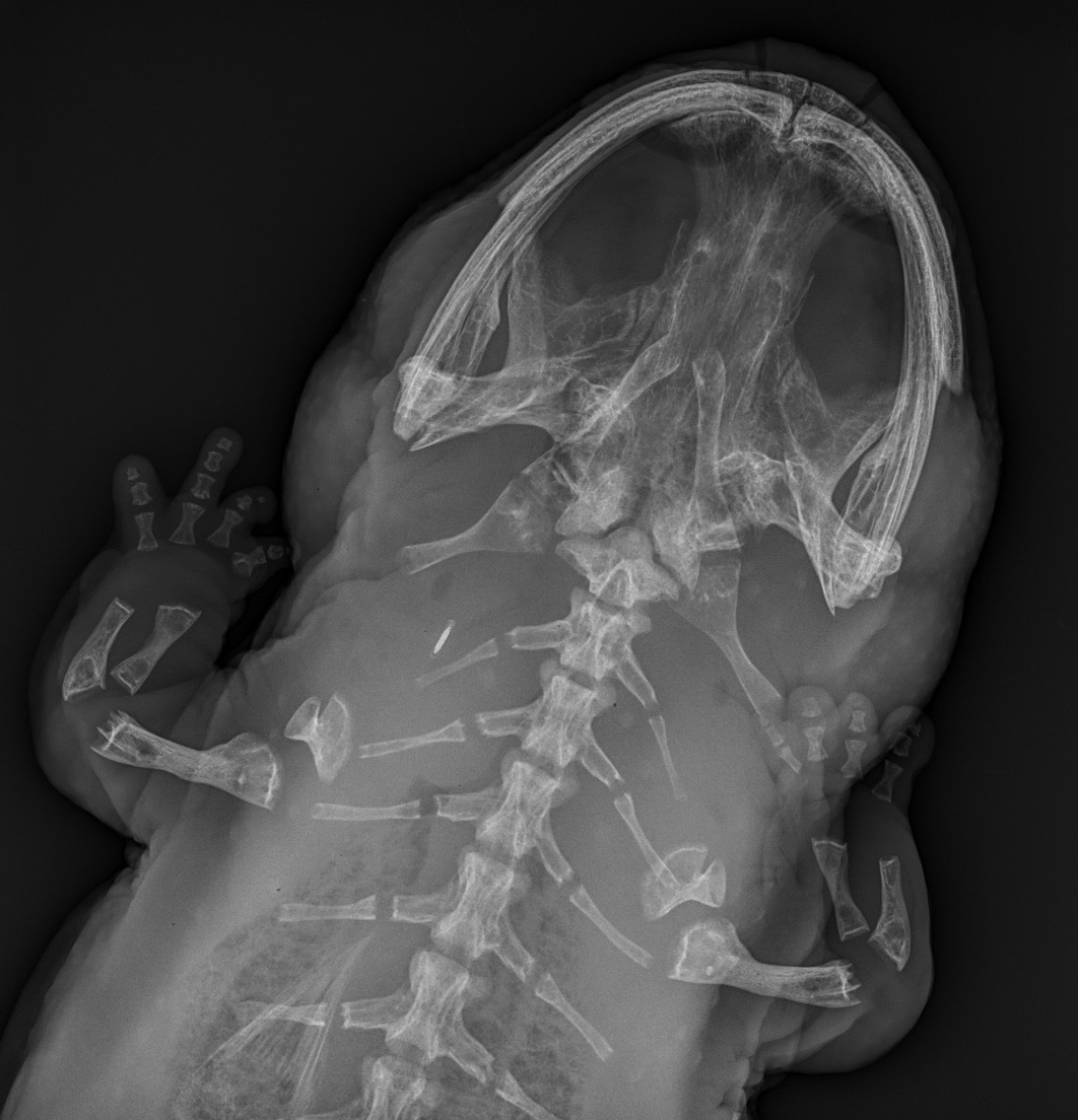Priscilla's head radiograph
