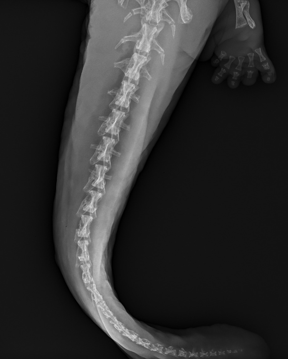 Priscilla's tail