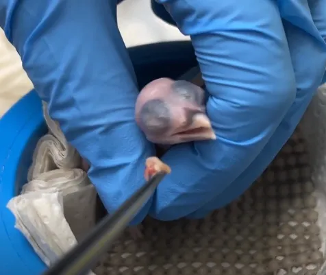 First Sihek, aka Guam Kingfisher, Chick of 2025 Hatches at the Cincinnati Zoo