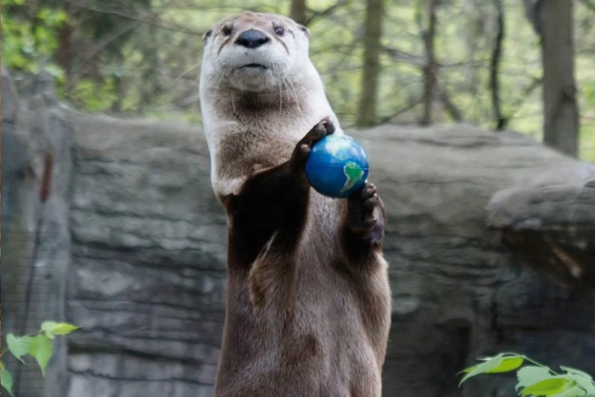 sugar the river otter