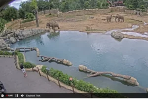 live cam of elephants in elephant trek
