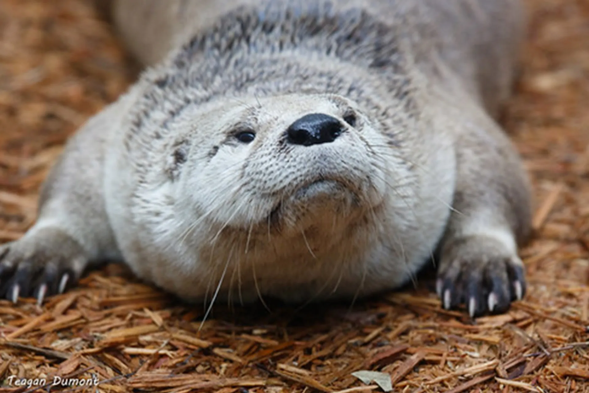 wesley the river otter