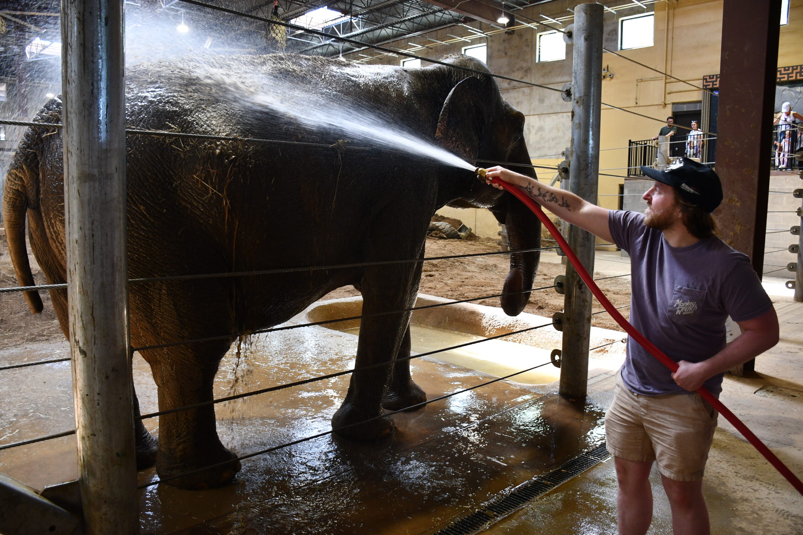 elephant bath