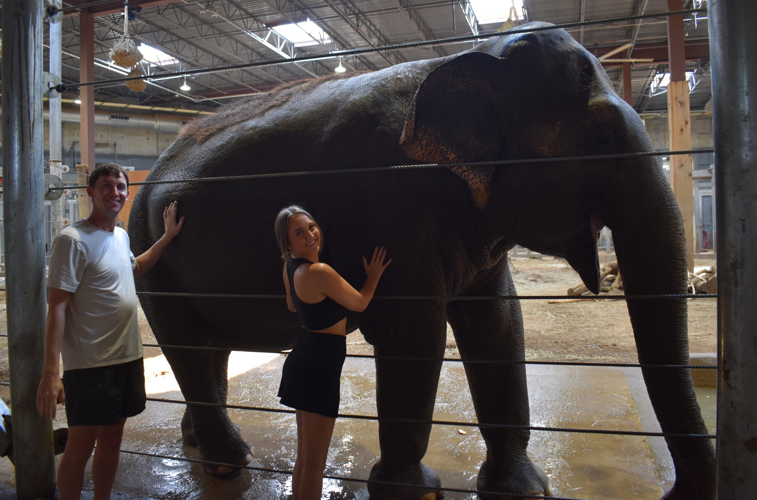 elephant bath