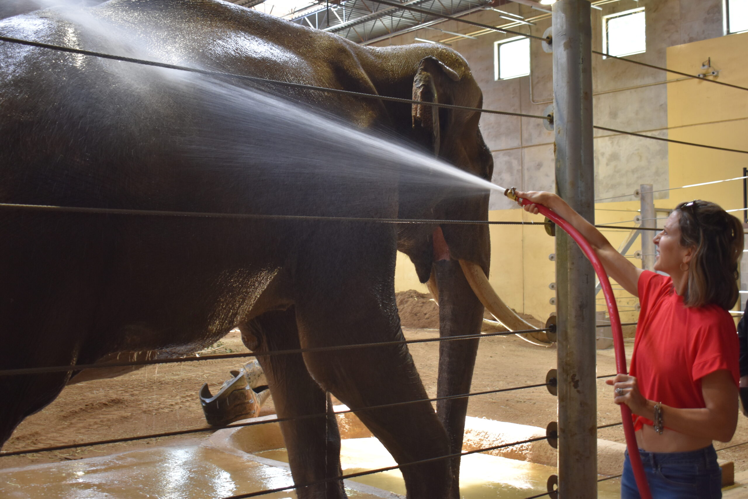 elephant bath