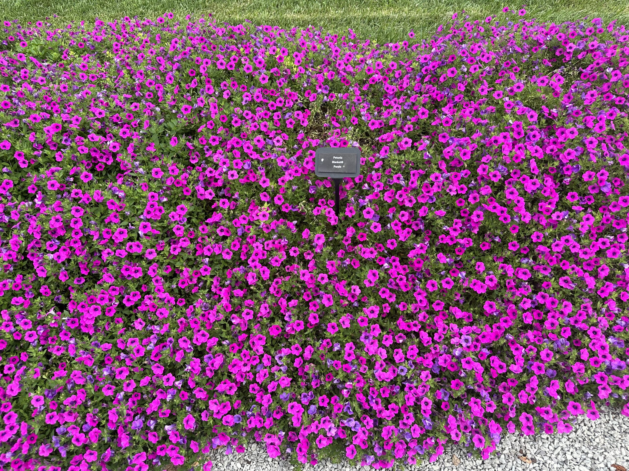 Petunia Blanket Purple - Early Aug
