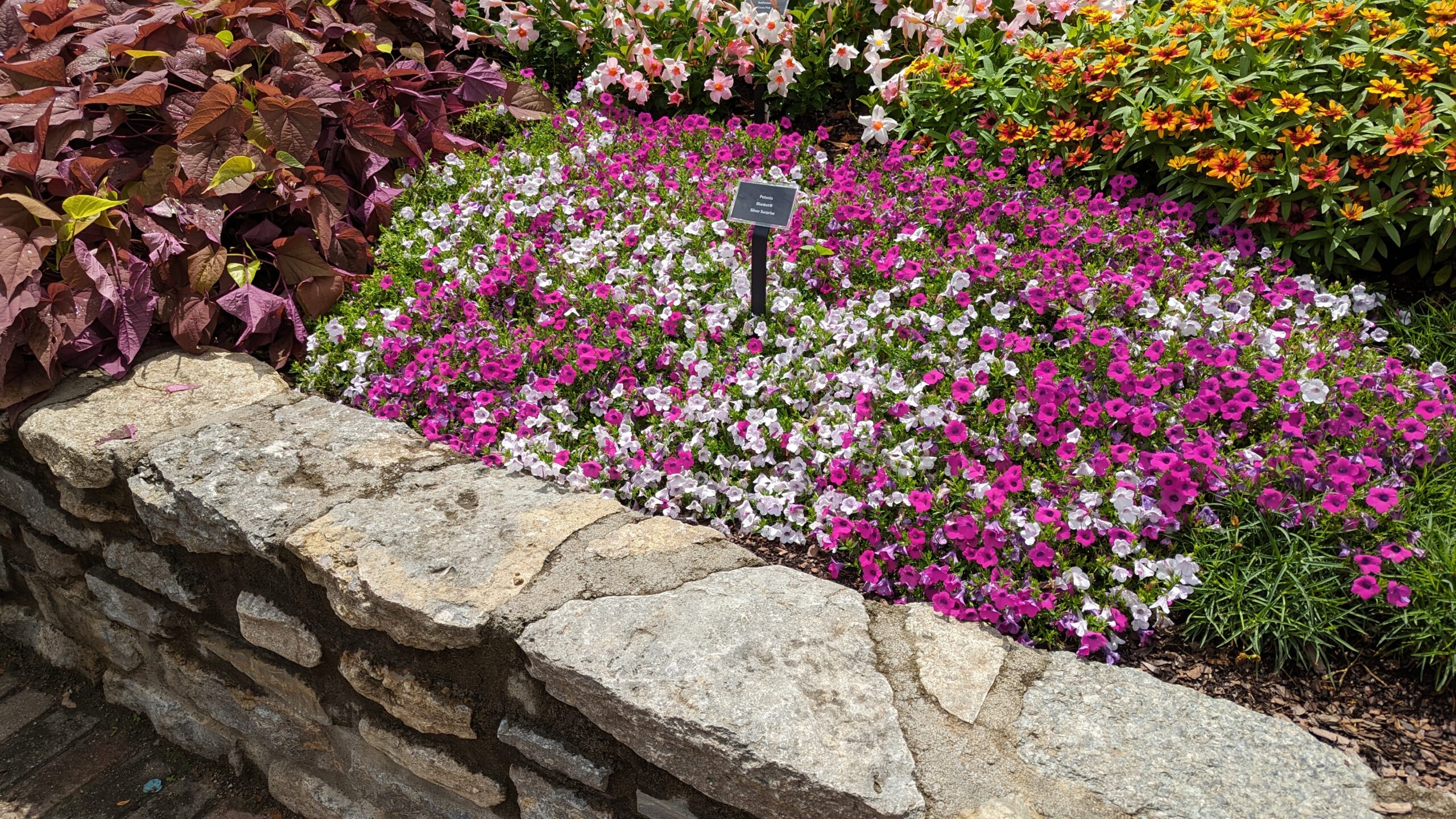 Petunia Blanket Silver Surprise @CZBG 080723 (27)