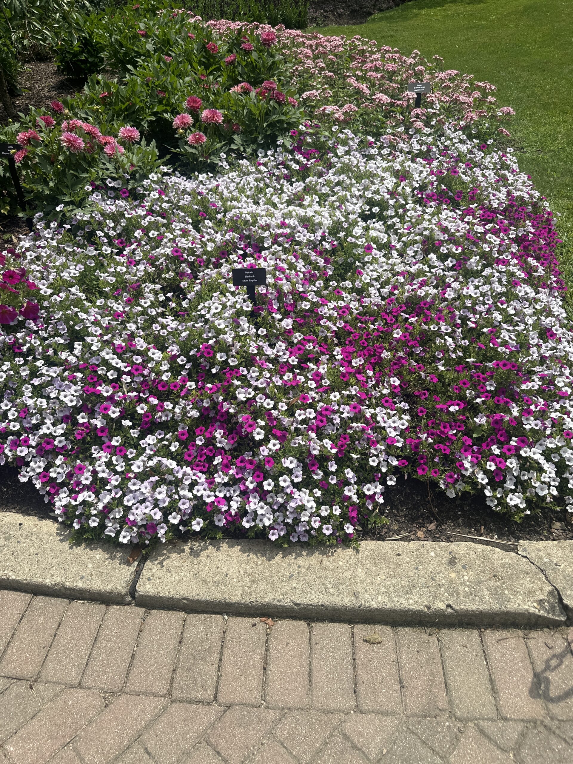Petunia Blanket Silver Surprise - Late July (2)