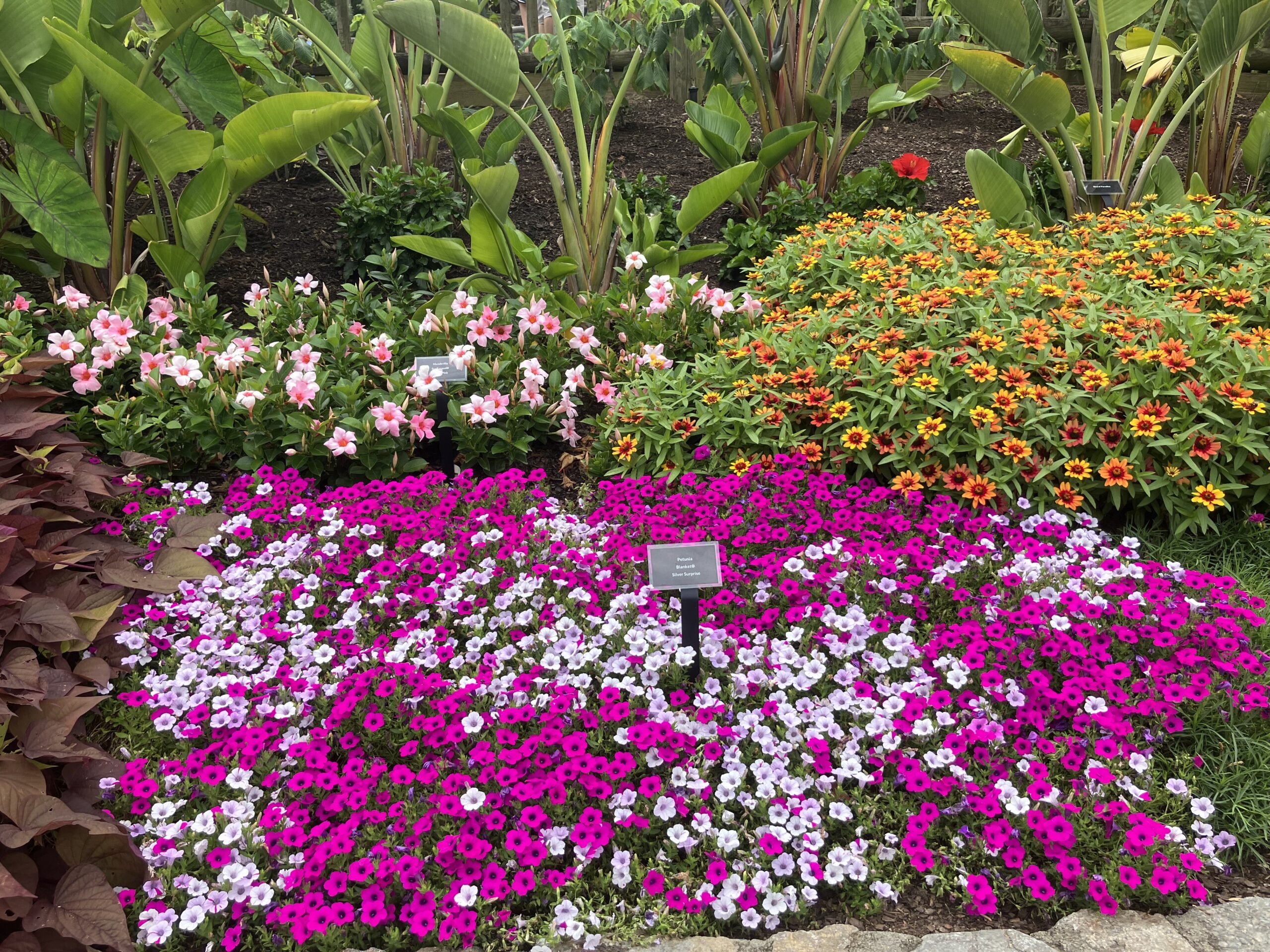 The Beauty of Small Packages – Mini Petunias