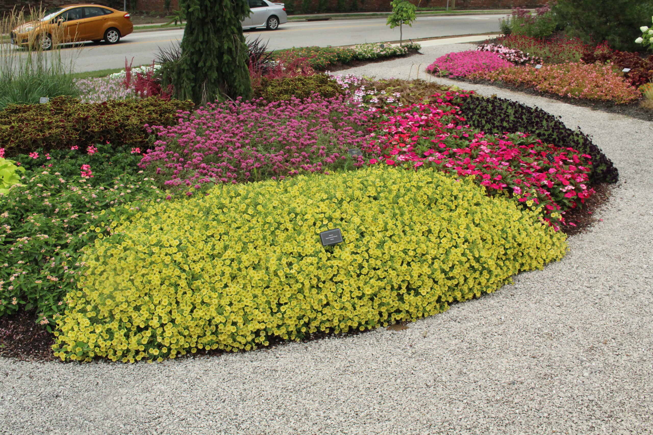 Petunia Supertunia Mini Vista Yellow @CZBG 072823 (1)