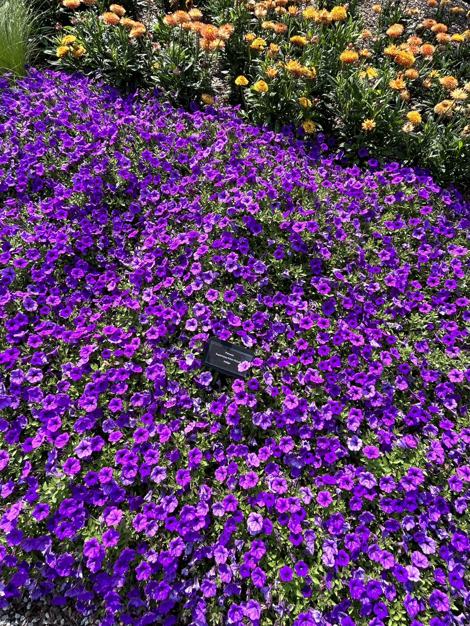 Petunia Supertunia Mini Vista® Indigo 08_27_23