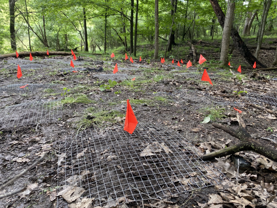 Just 1 of 12 finished plots