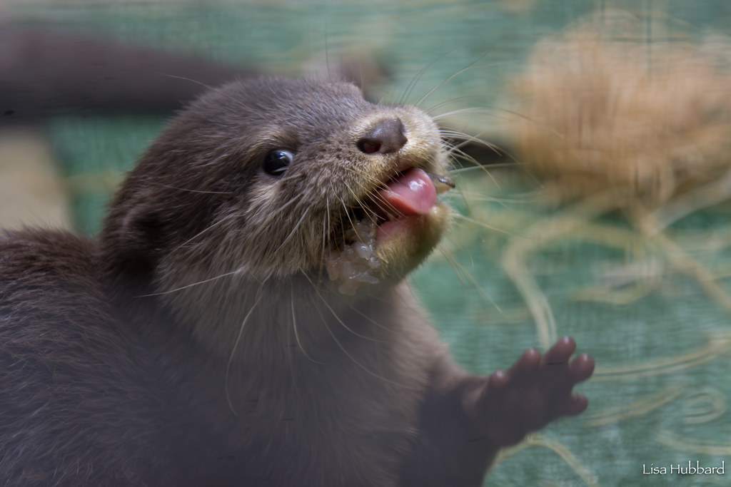 Otter Pups Ready to Take the Plunge