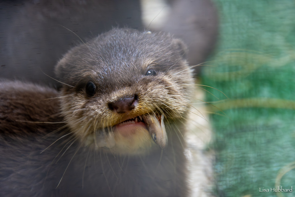 otter pup