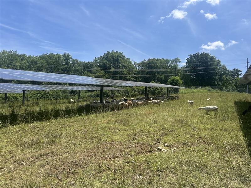 Farming the Sun and the Sheep