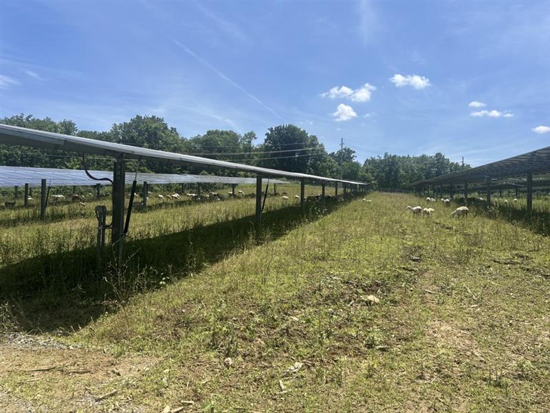 sheep farming eating grass under solar panels