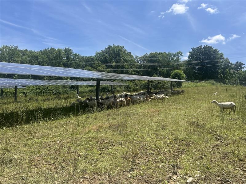 sheep farming eating grass under solar panels