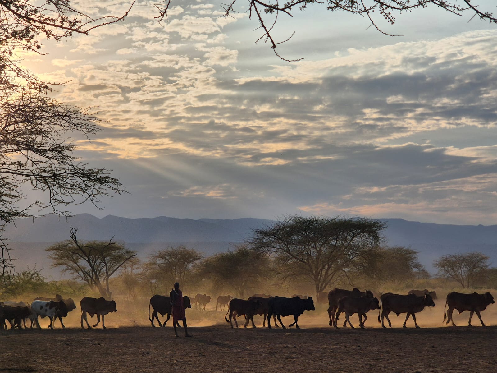 From the Zoo Director: My Maasai Cow