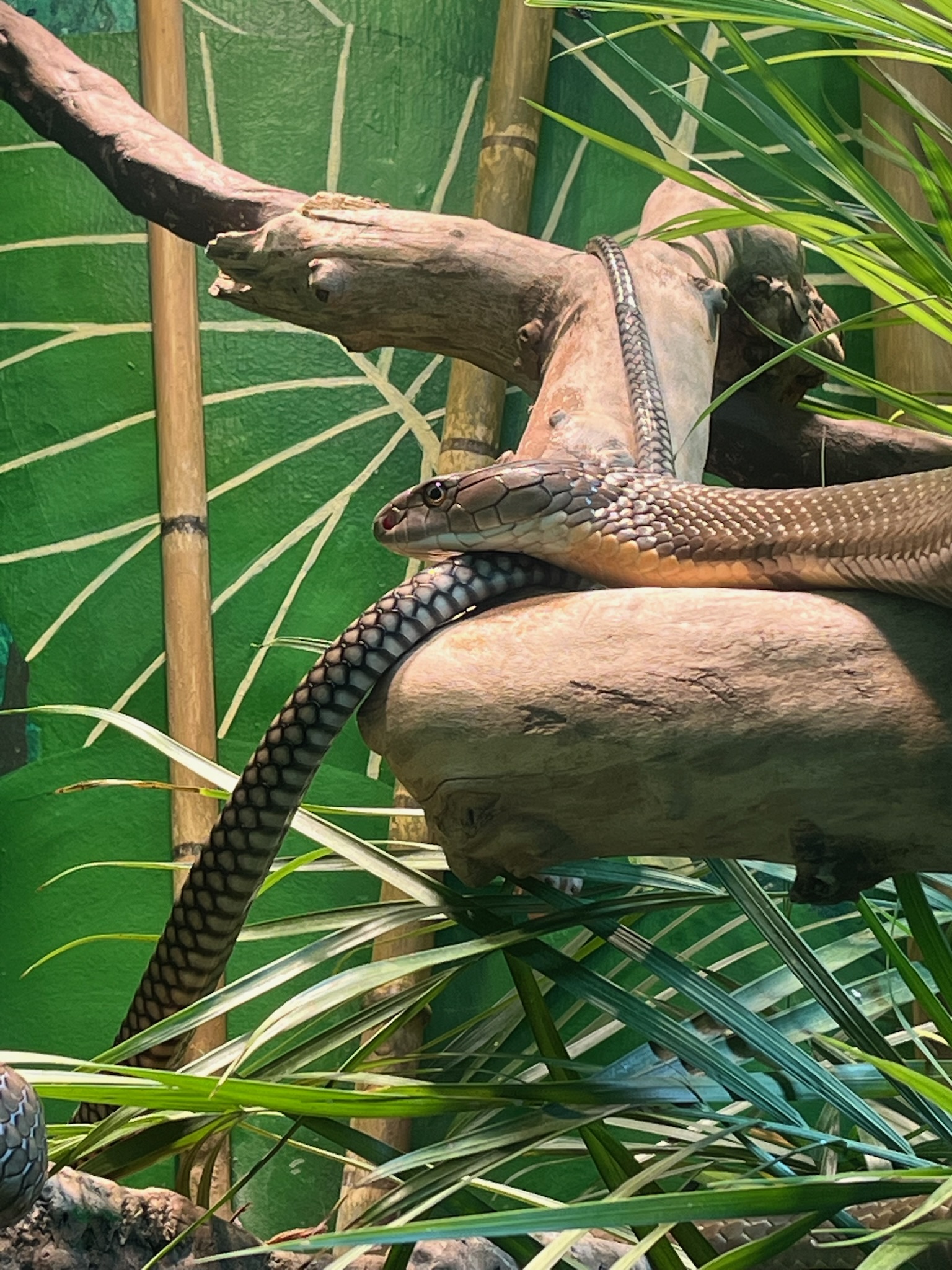 Snake Week Finale: Welcoming a New King Cobra, Alex