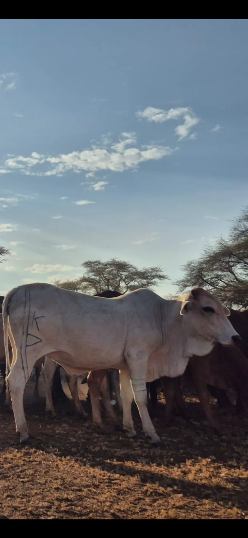 masaii cow