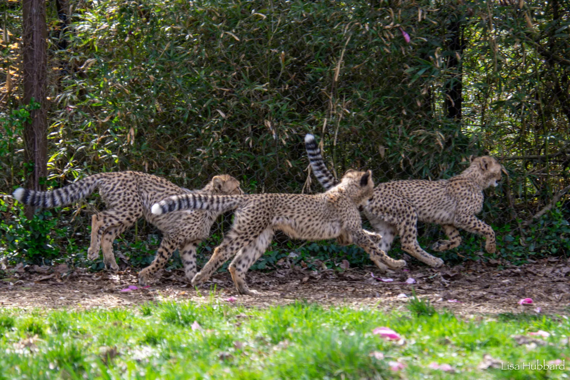 cheetah cubs zola, lulu and kiara