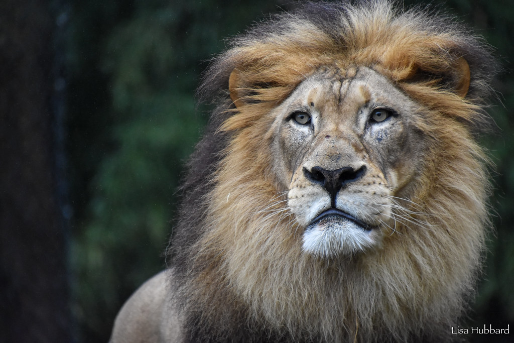 Senior September! Meet the Senior Animals of the Zoo