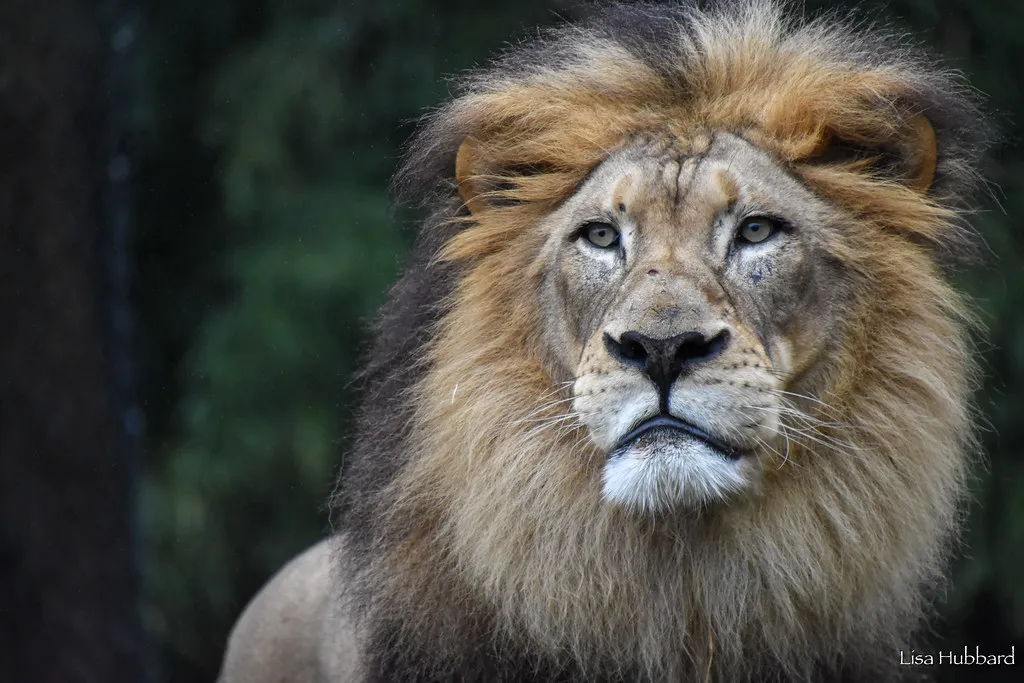 Senior September! Meet the Senior Animals of the Zoo