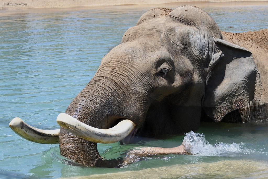 Elephant-Size Shot Alleviates Joint Pain for Sabu