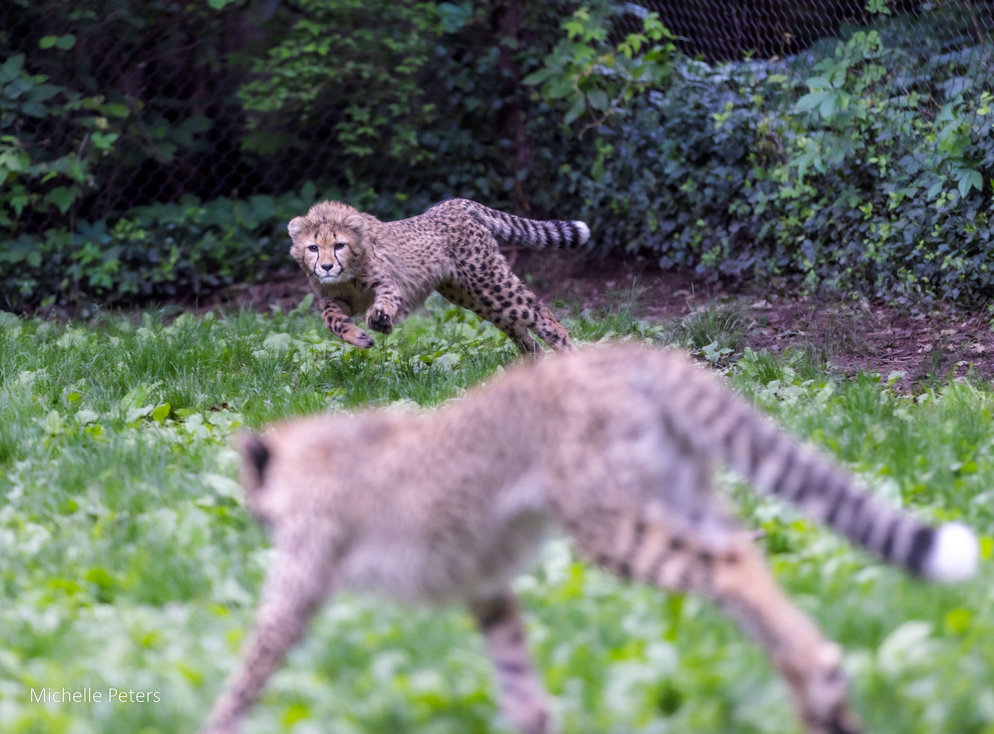 cheetah cubs zola, lulu and kiara