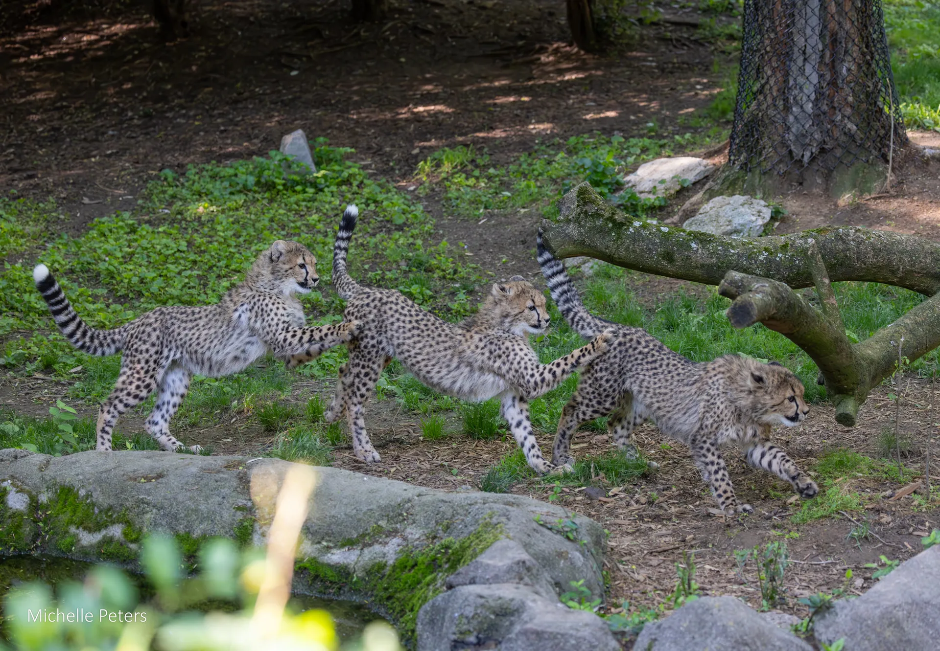 cheetah cubs zola, lulu and kiara