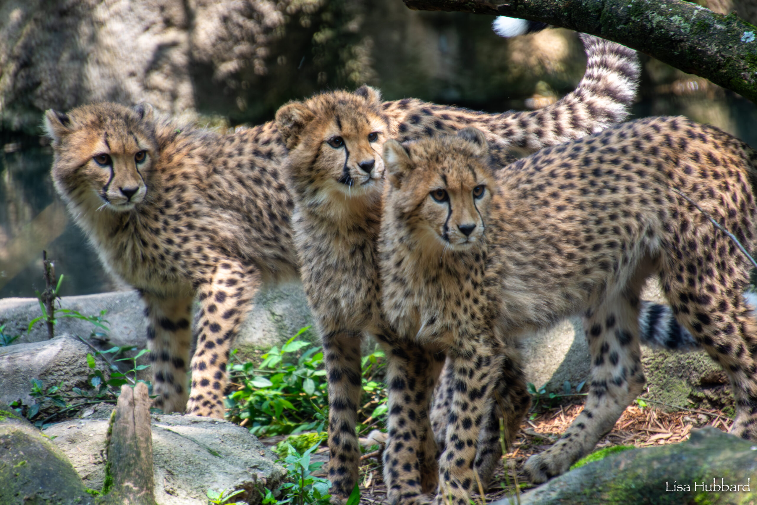 cheetah cubs zola, lulu and kiara