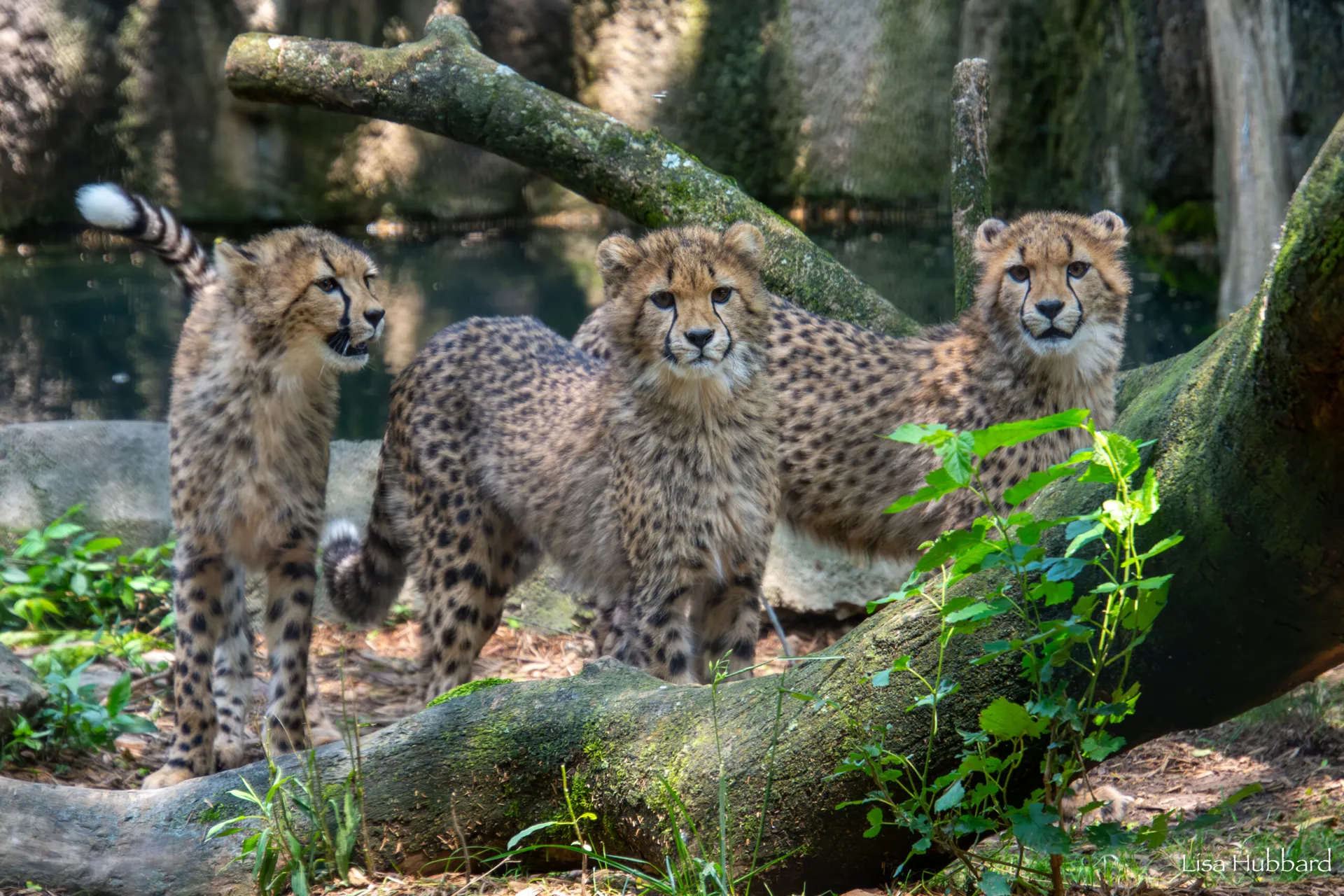 cheetah cubs zola, lulu and kiara