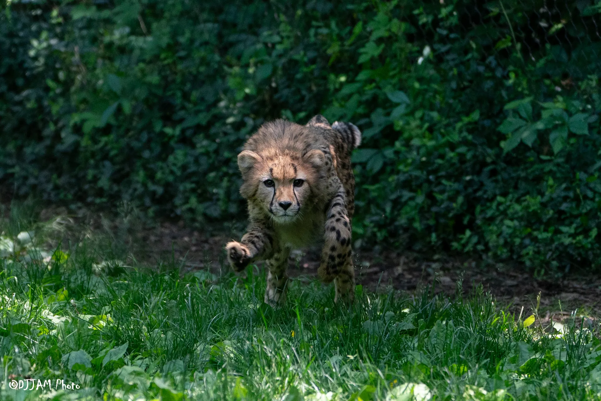 cheetah cub running