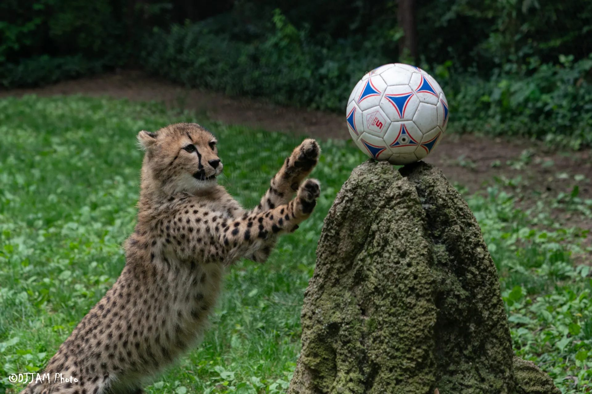 cheetah cub playing with a soccer ball