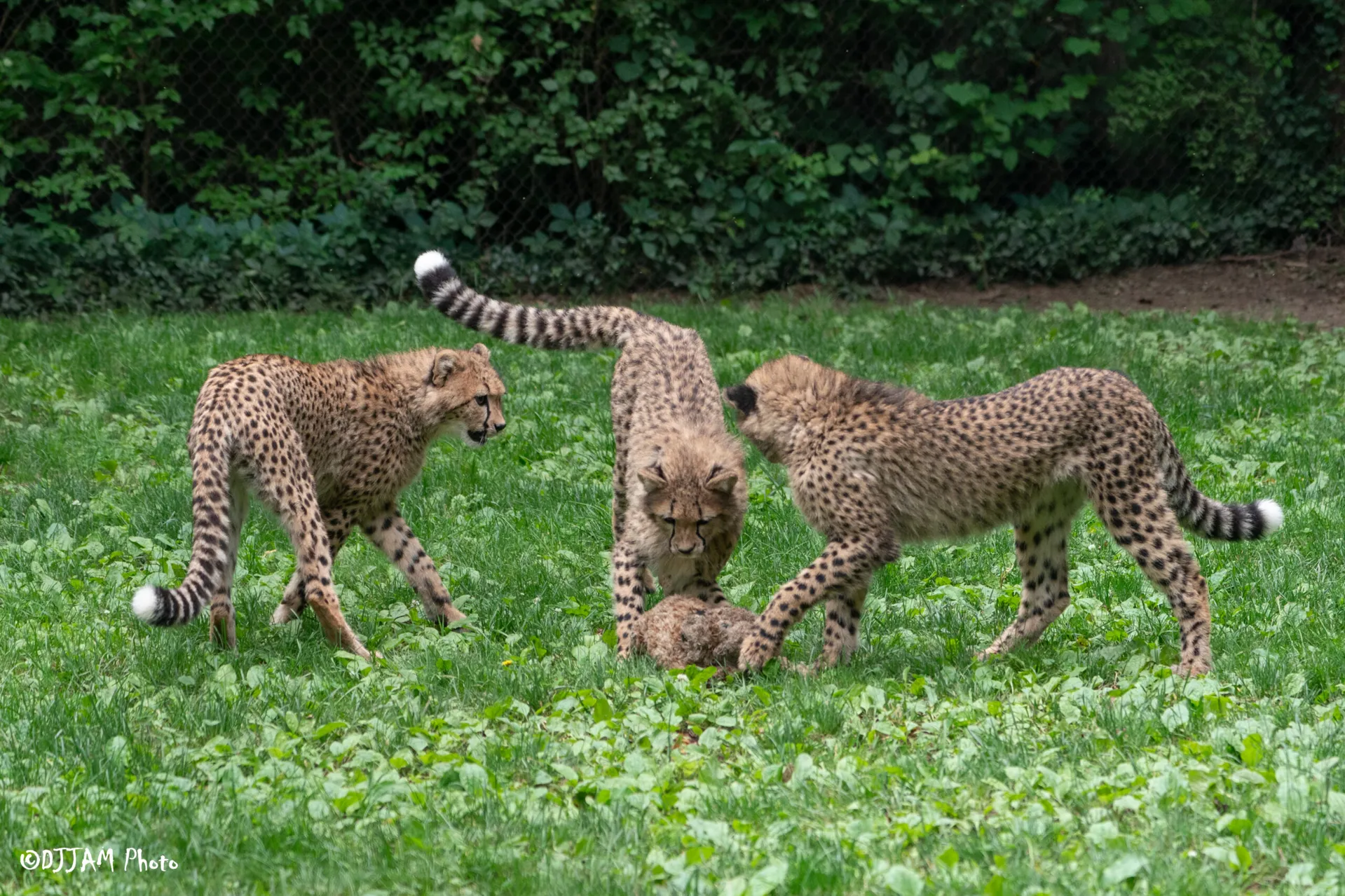 cheetah cubs zola, lulu and kiara