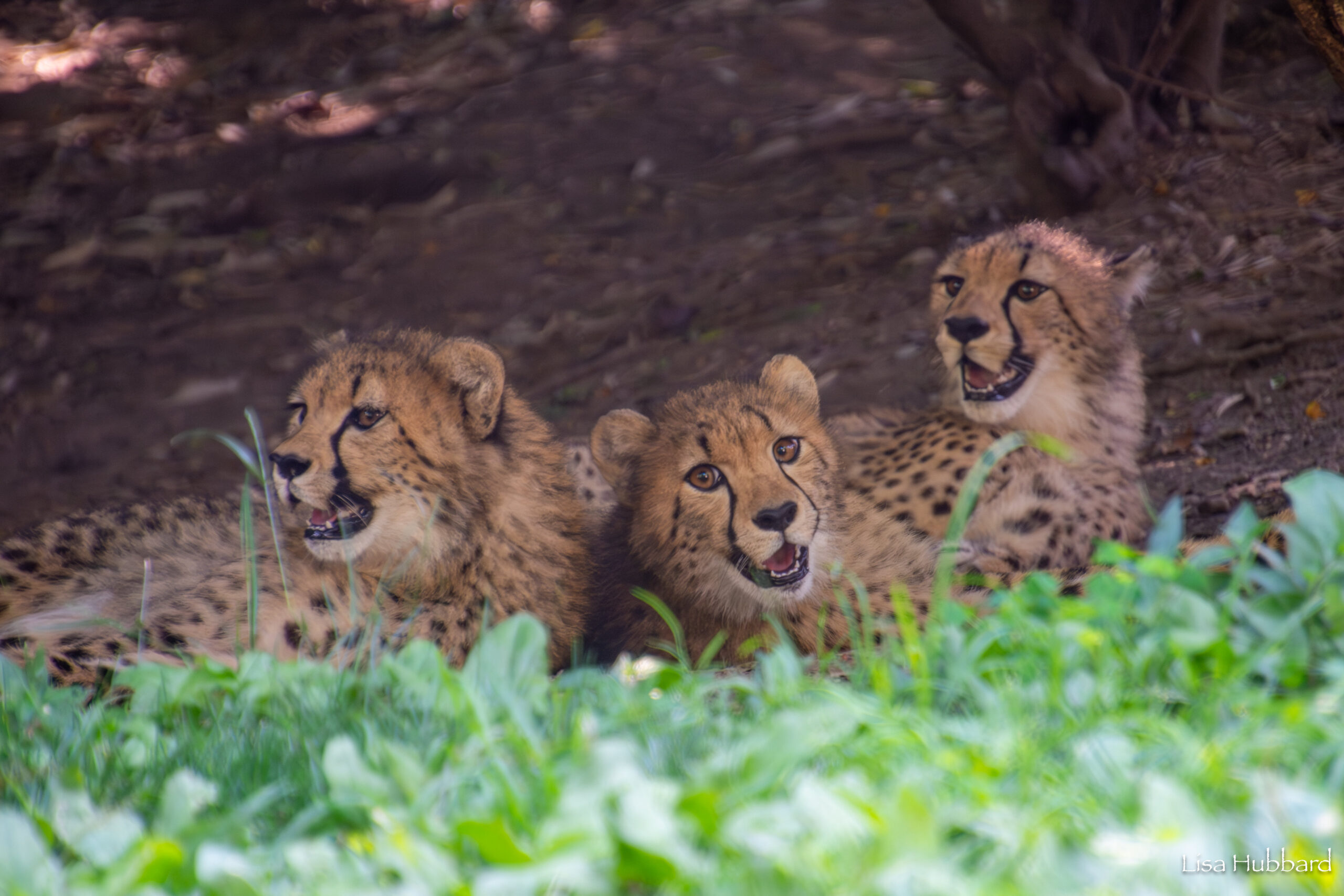 cheetah cubs zola, lulu and kiara