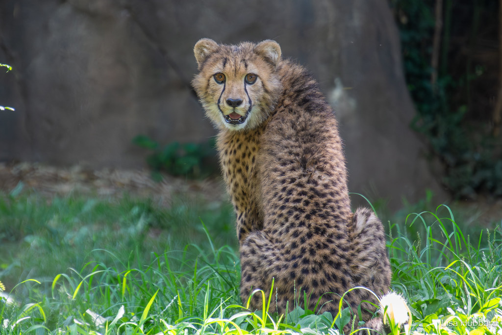 cheetah cub