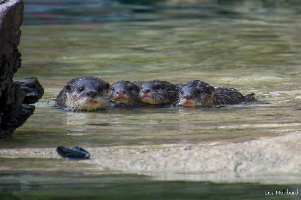 baby otters