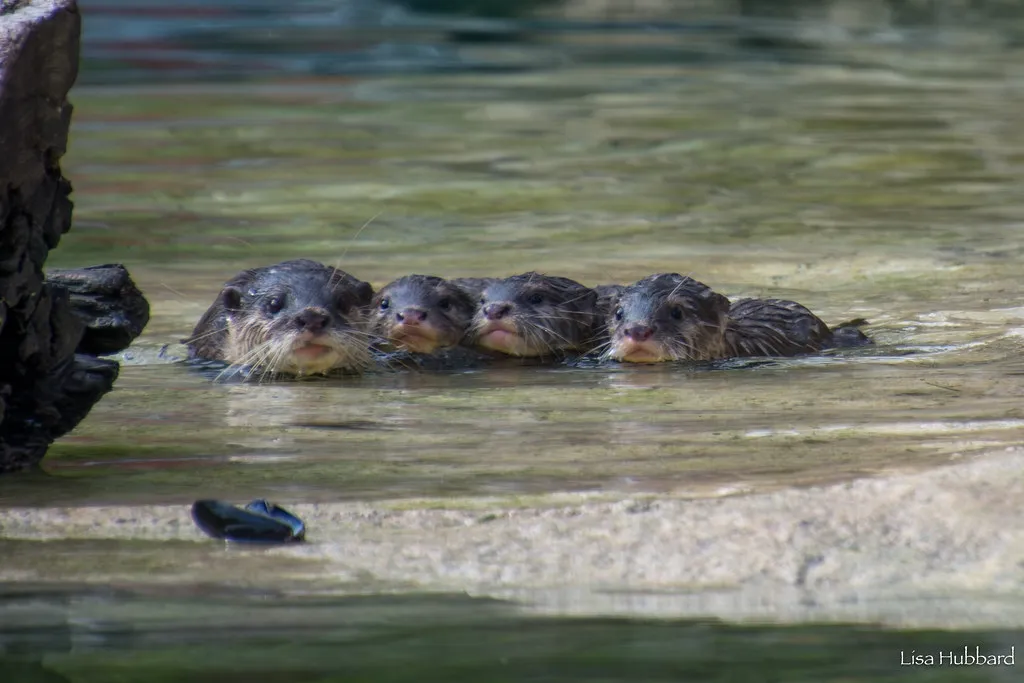 baby otters
